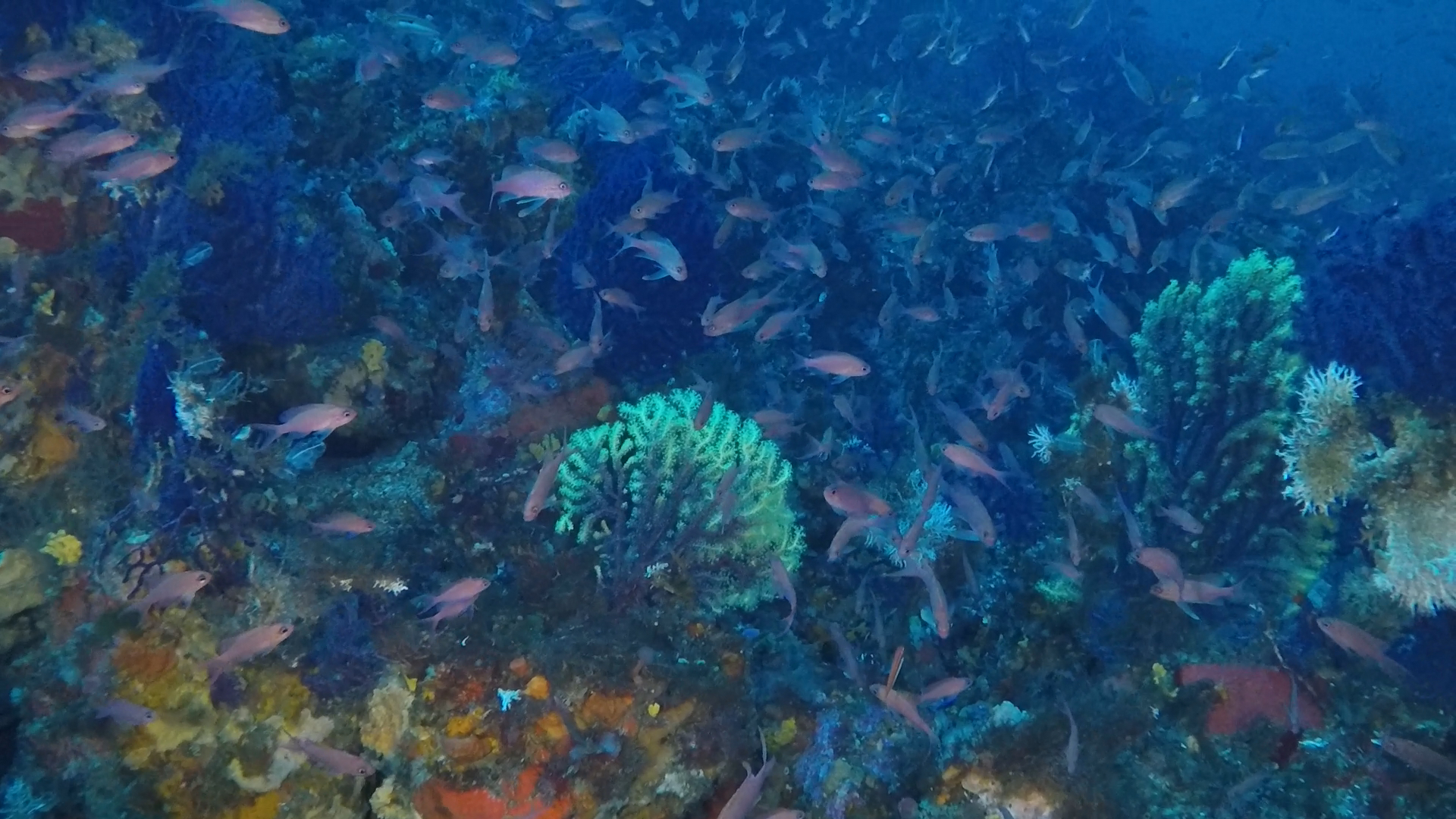 Immersioni a Pantelleria. L’isola e l’amico.