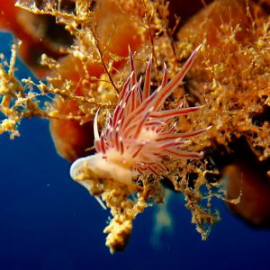 Cratena peregrina su briozoo