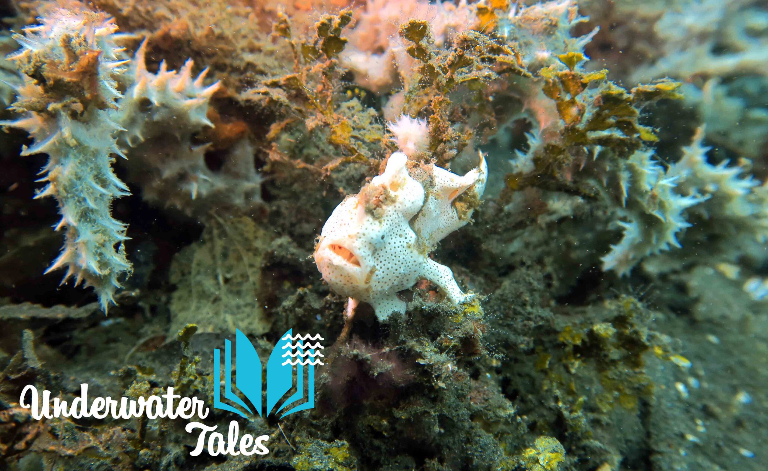 Immersioni nello Stretto di Lembeh, Indonesia: frogfish