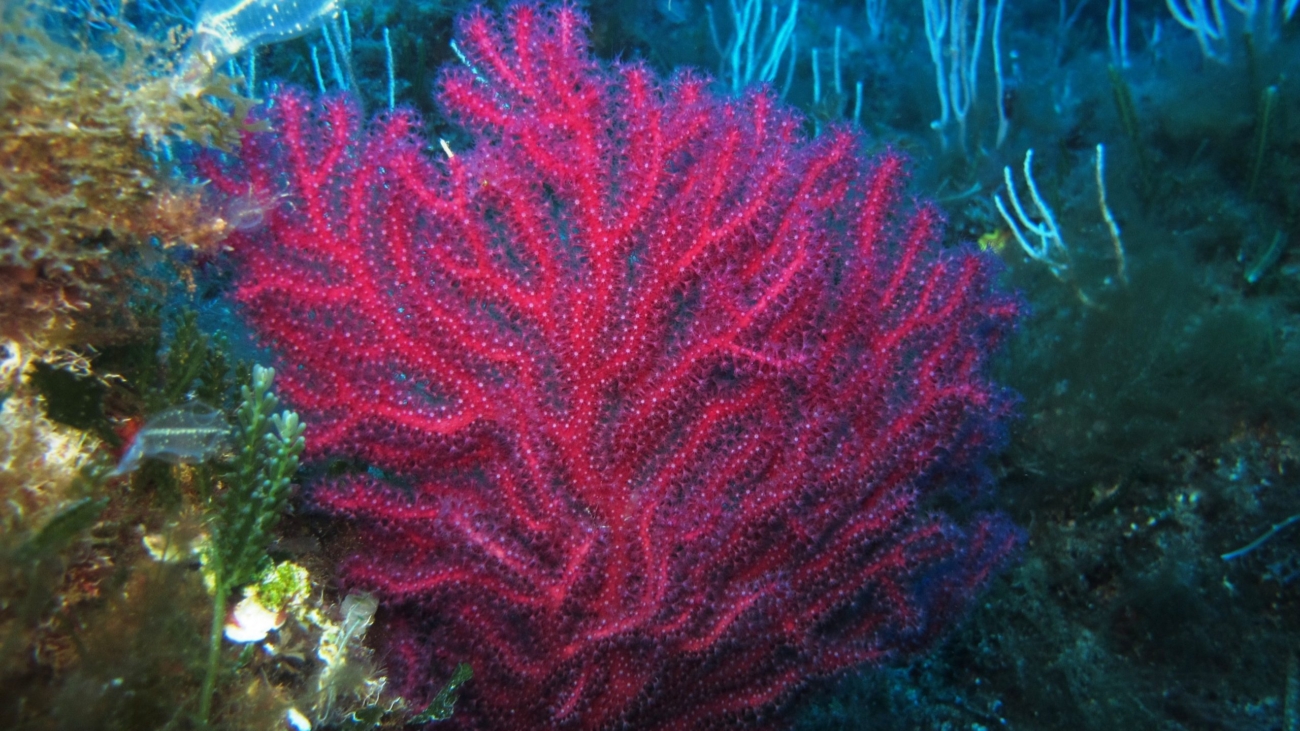 reef_gorgonia_rossa