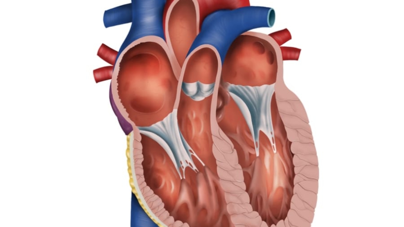 sezione-del-cuore