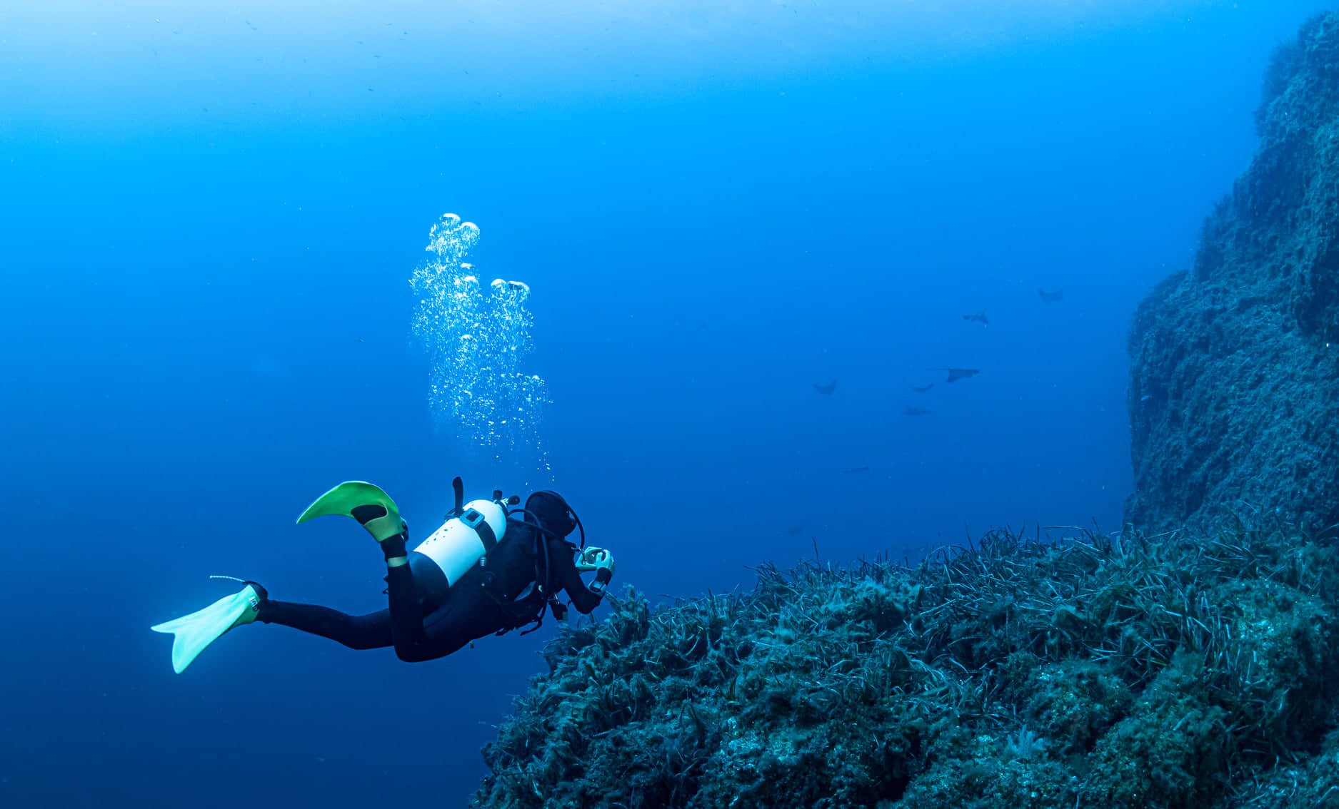 L’aggregazione delle aquile di mare a Marettimo