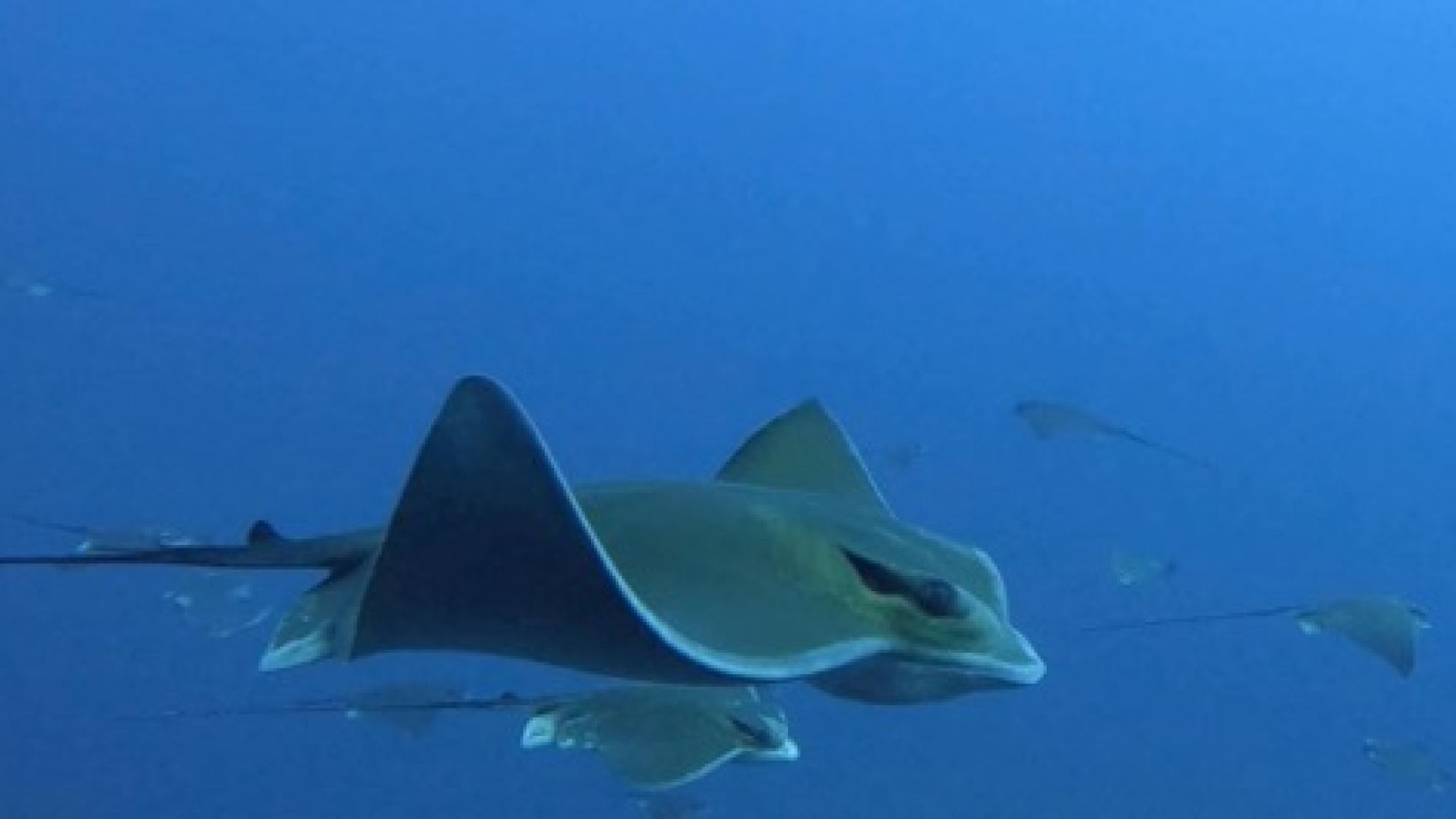 Horizon_Expedition_eagle_ray_Marettimo_aquile_di_mare1