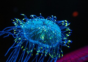 La bioluminescenza: Medusa bioluminescente