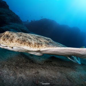 Andando verso attività ittiche sostenibili - UNDERWATER TALES