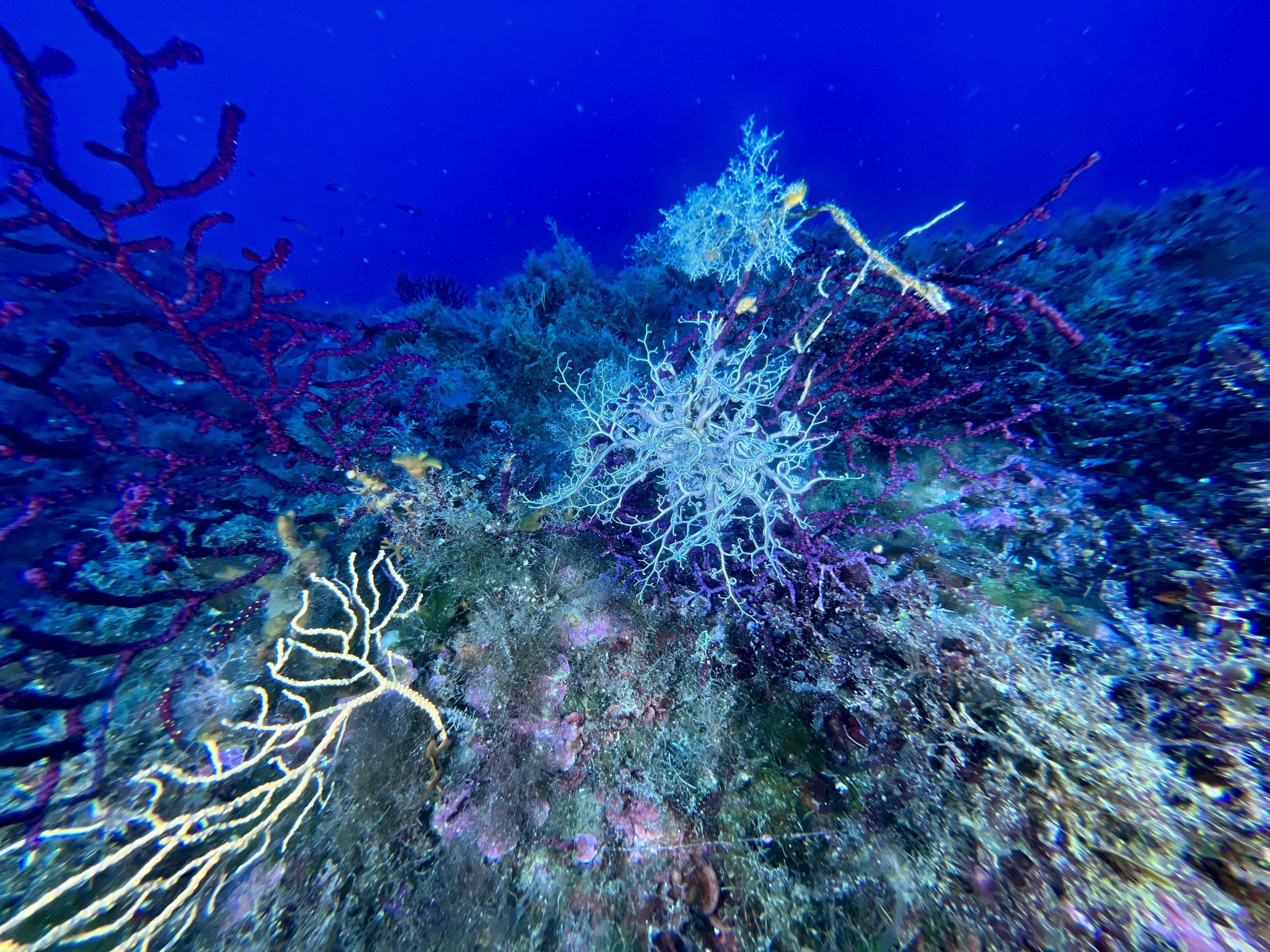 Immersioni a Isola delle femmine