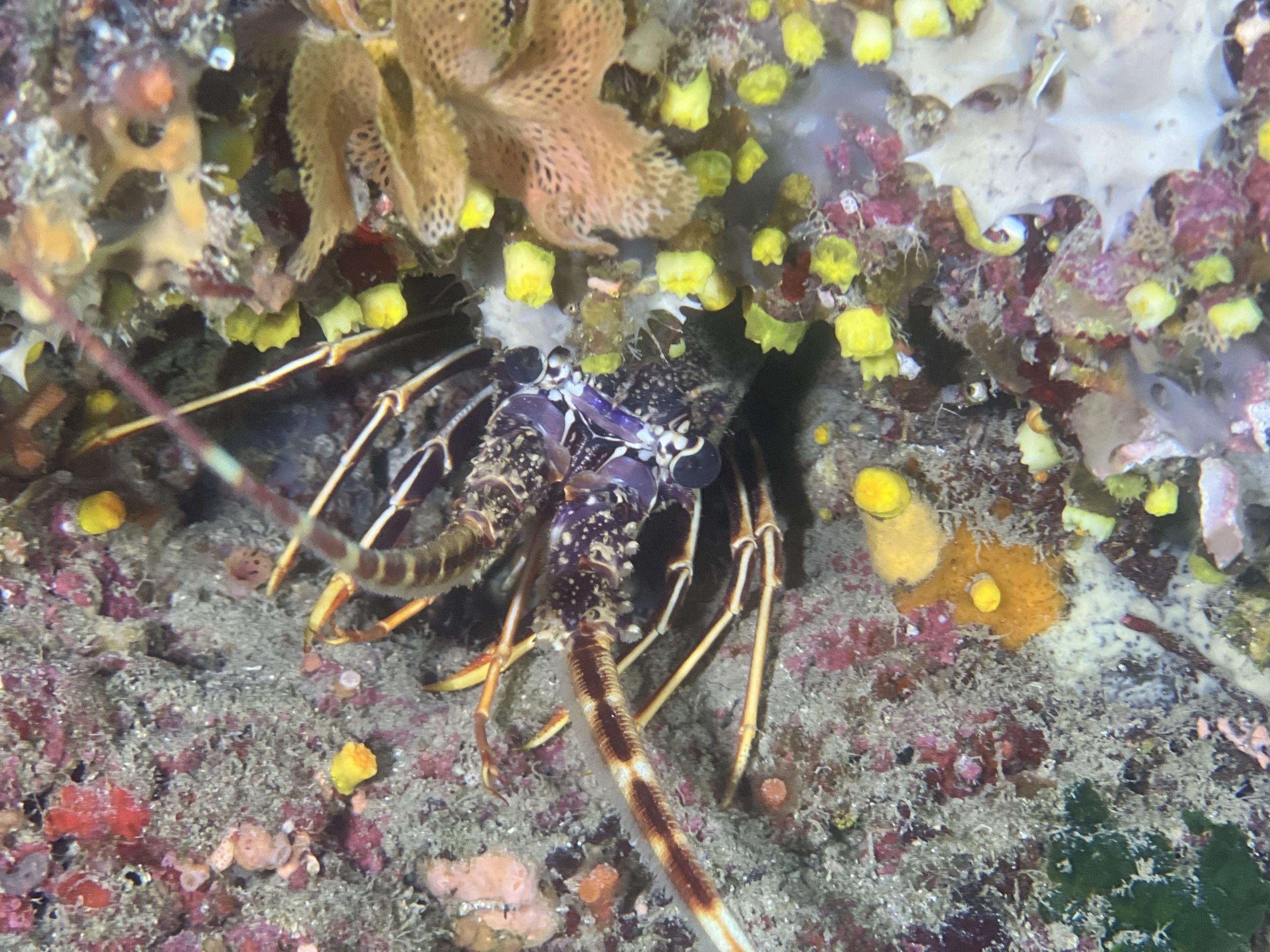 Immersioni a Isola delle femmine