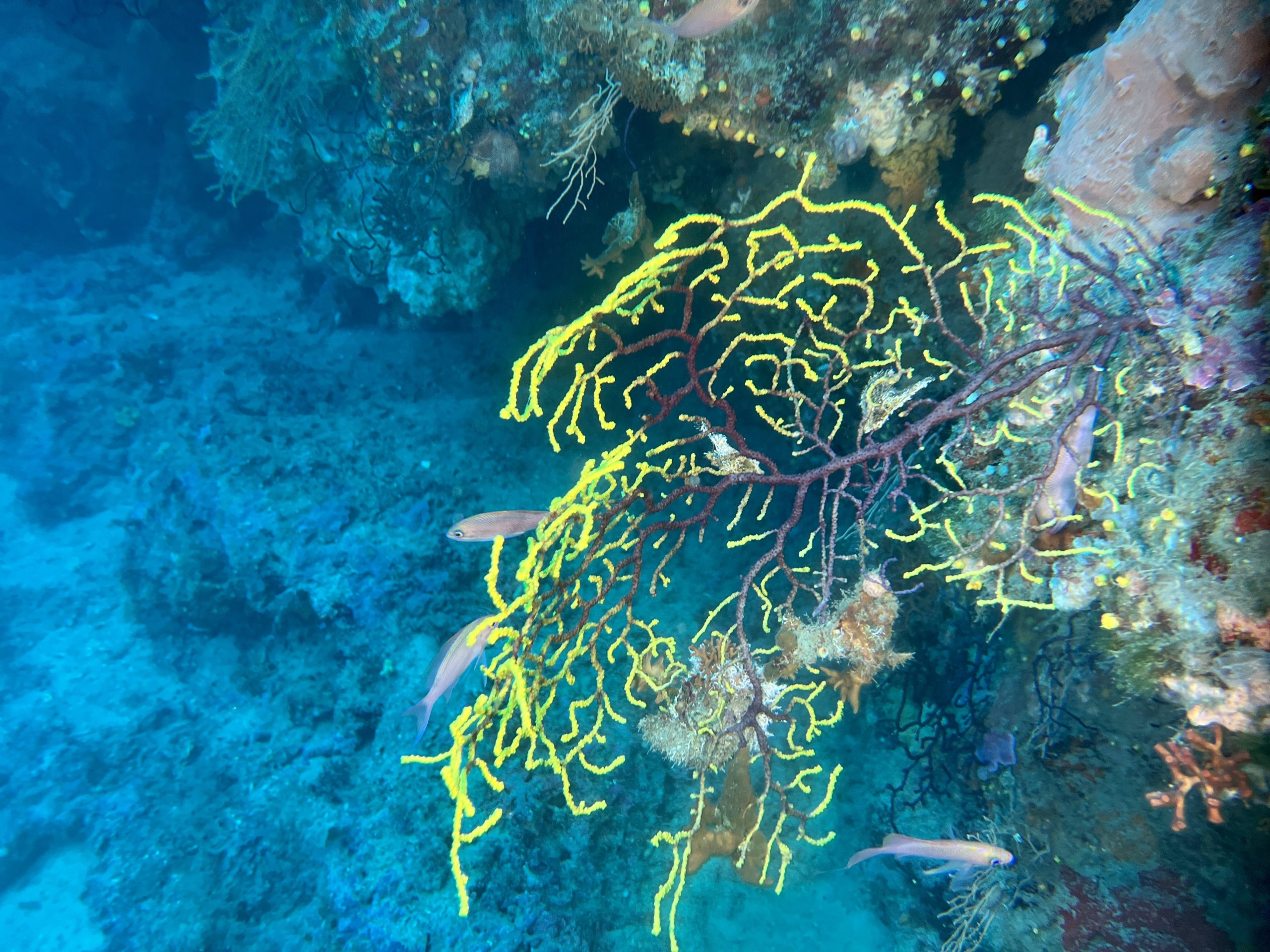 Immersioni a Isola delle femmine