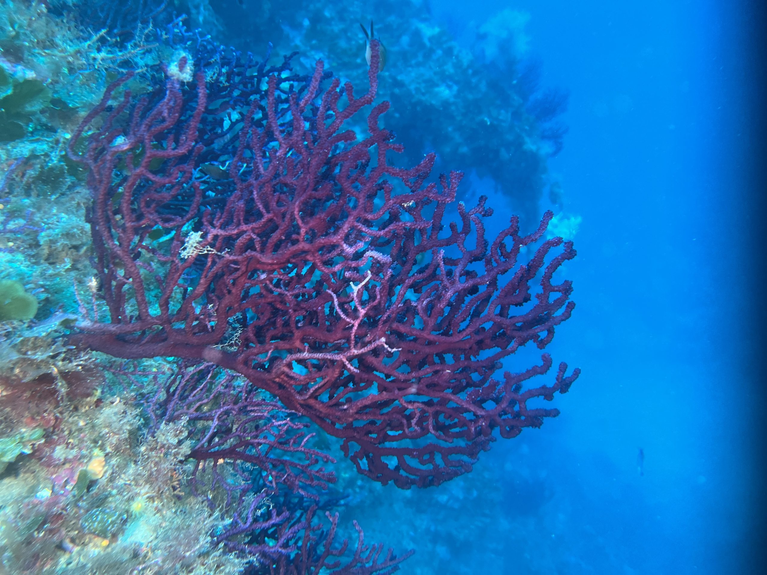 Immersioni a Isola delle femmine