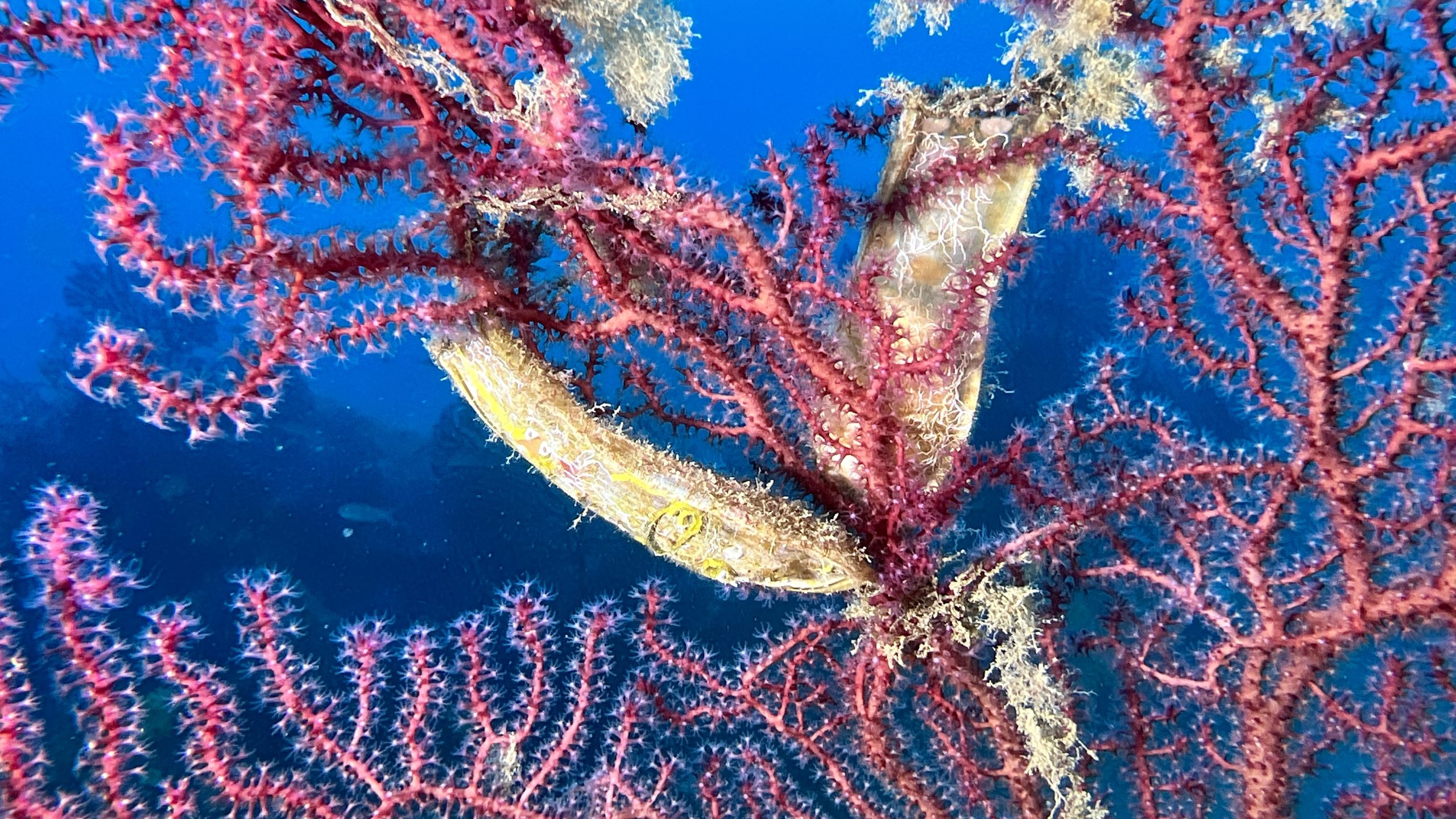 Immersioni Isola d'Elba