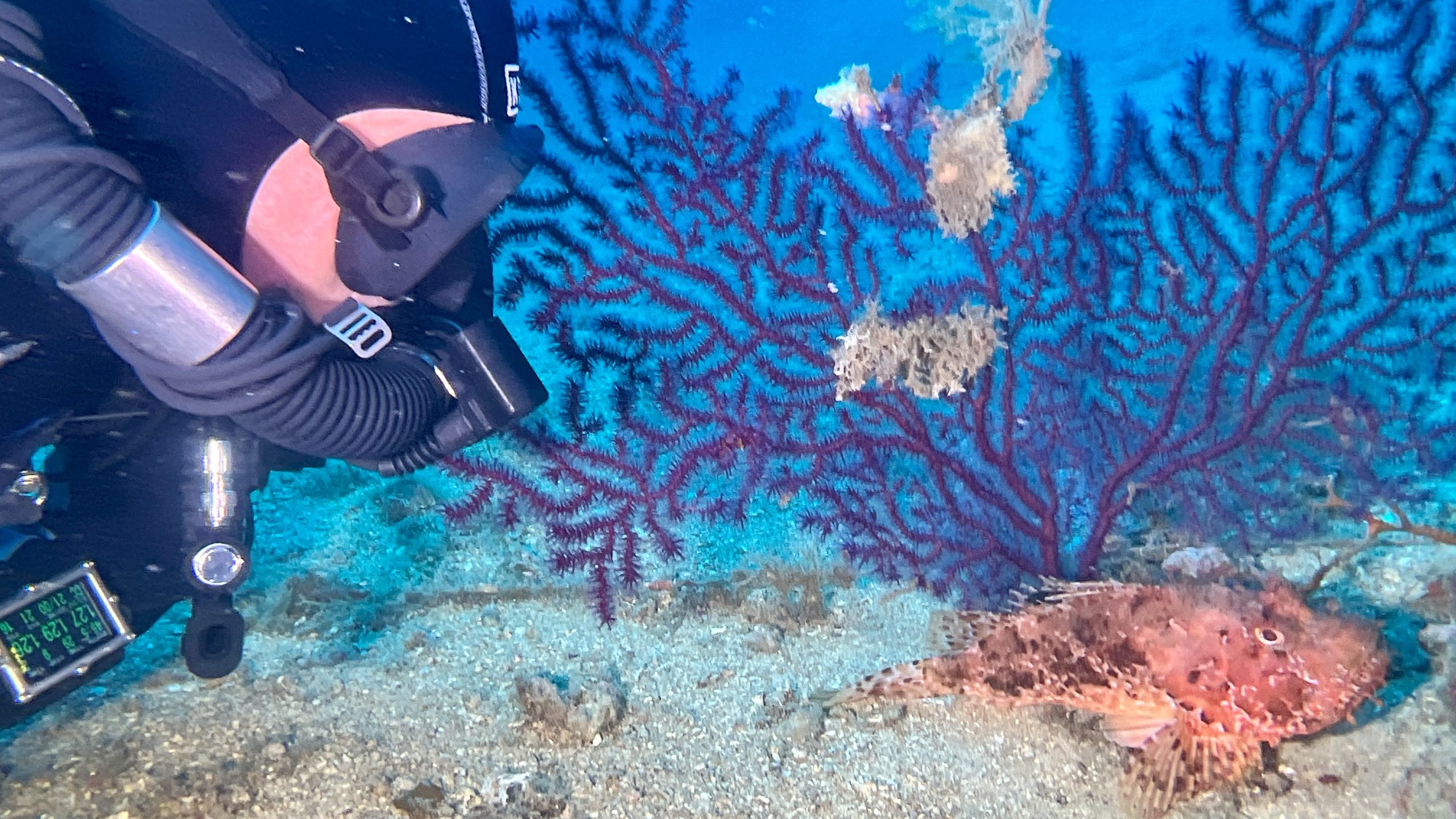 Immersioni Isola d'Elba