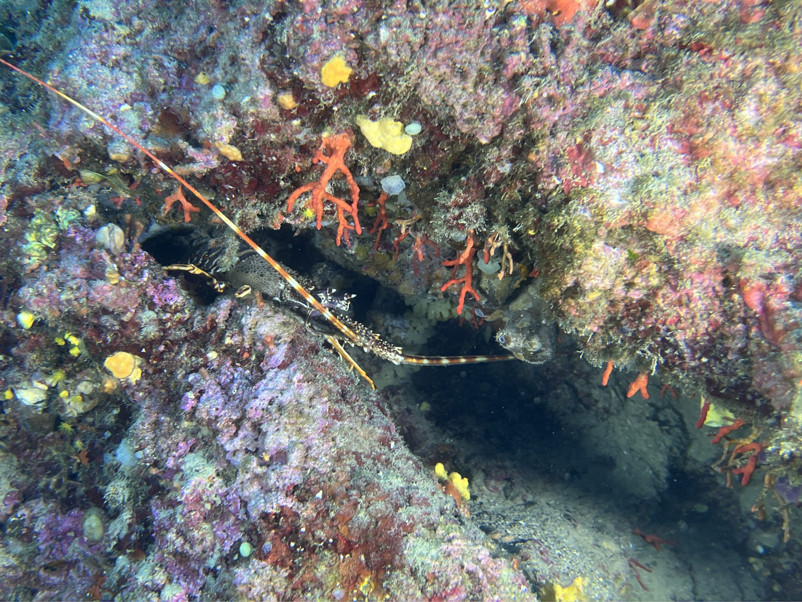 Immersioni Isola d'Elba