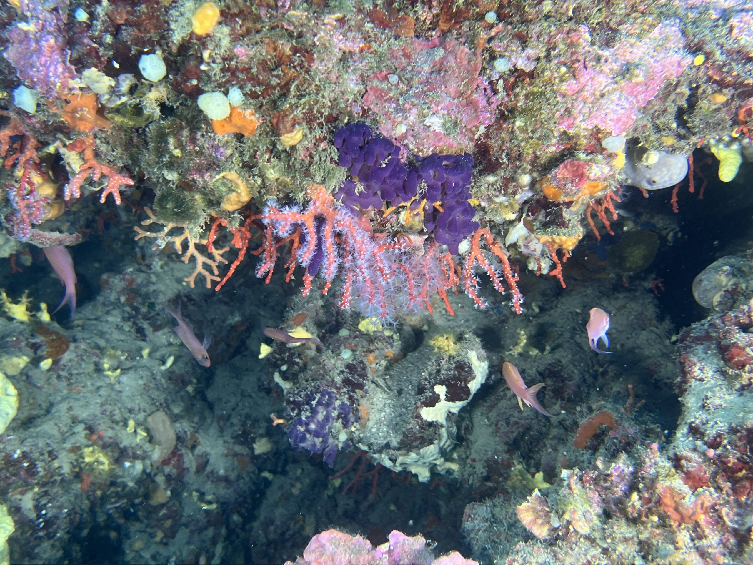 Immersioni Isola d'Elba