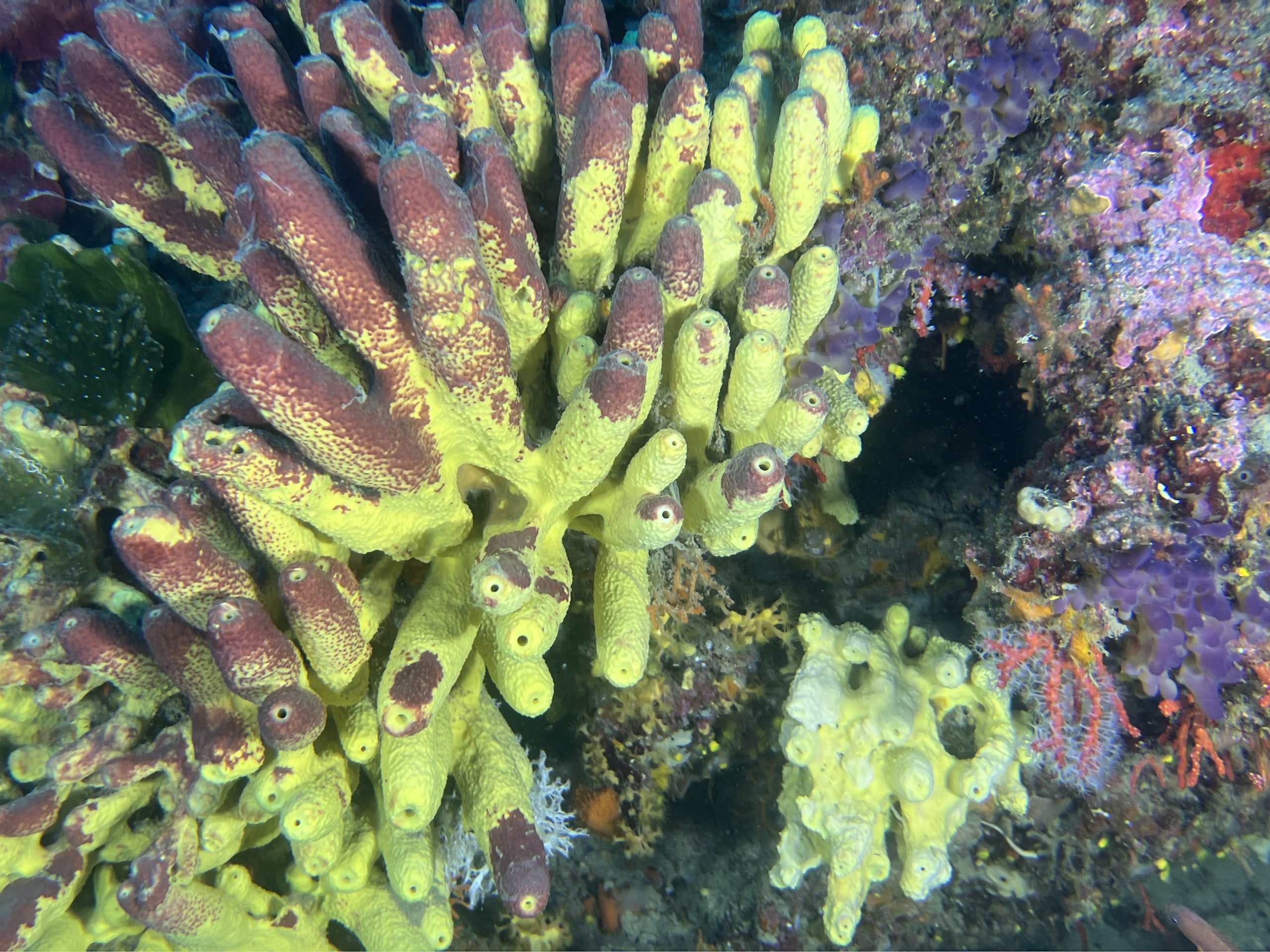 Immersioni Isola d'Elba