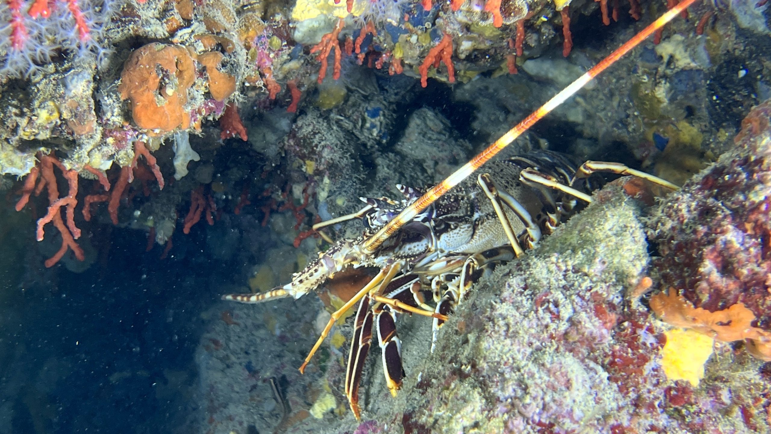 Immersioni Isola d'Elba