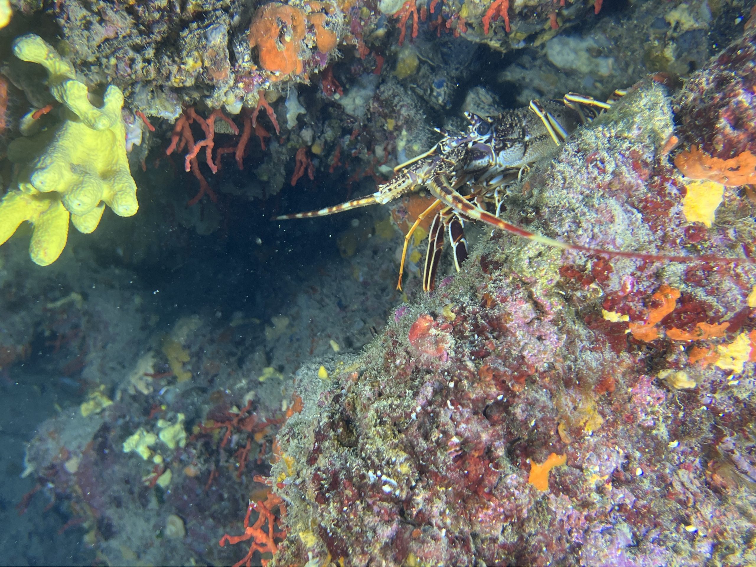 Immersioni Isola d'Elba