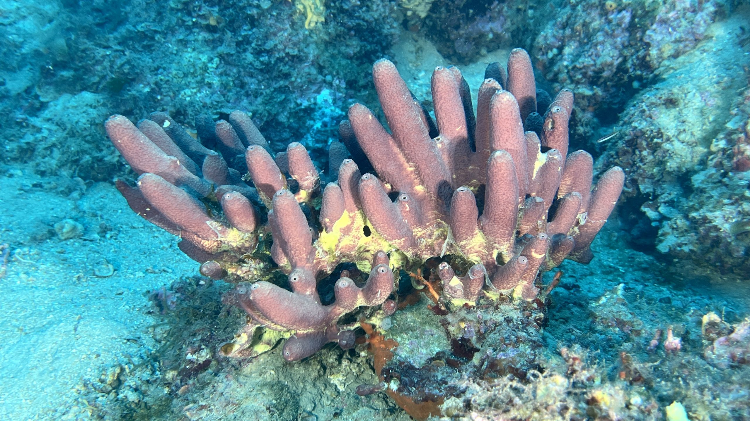 Immersioni Isola d'Elba